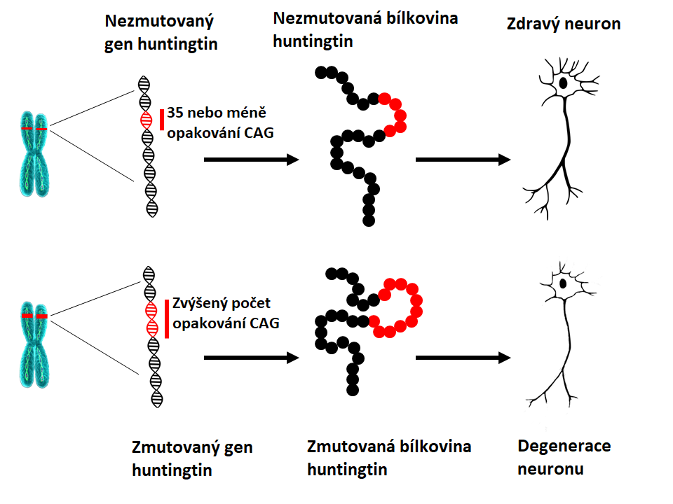 Huntingtin mutation