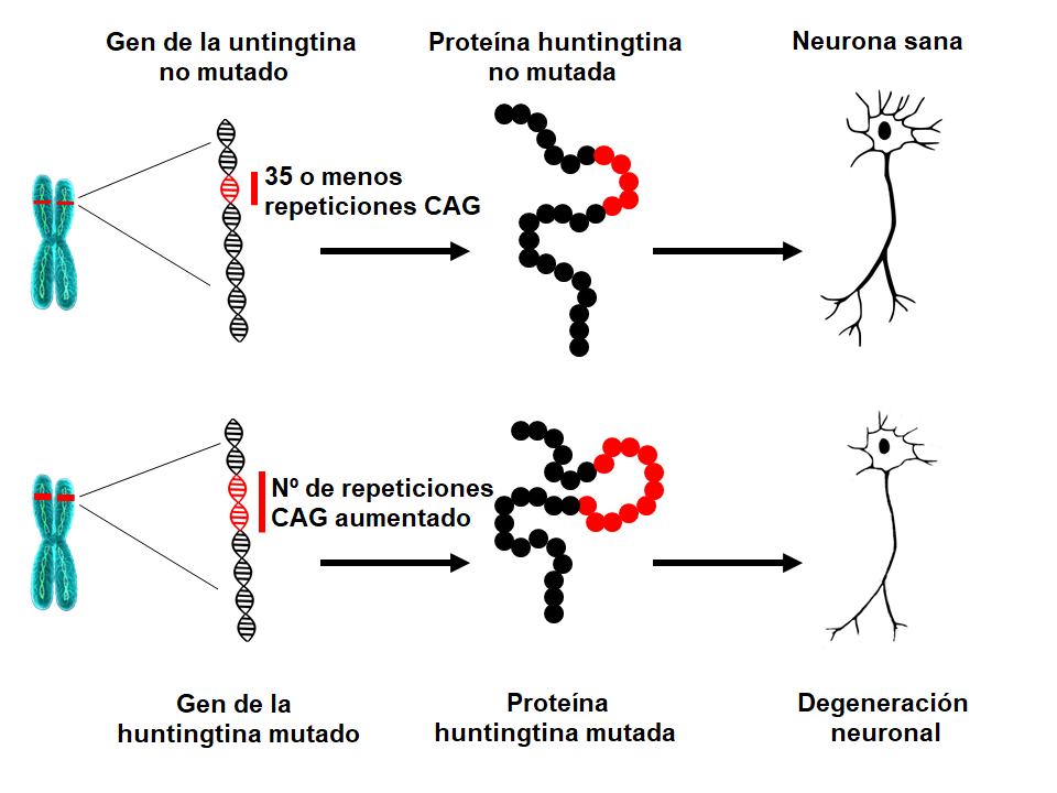 Huntingtin mutation