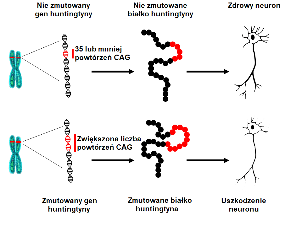 Huntingtin mutation