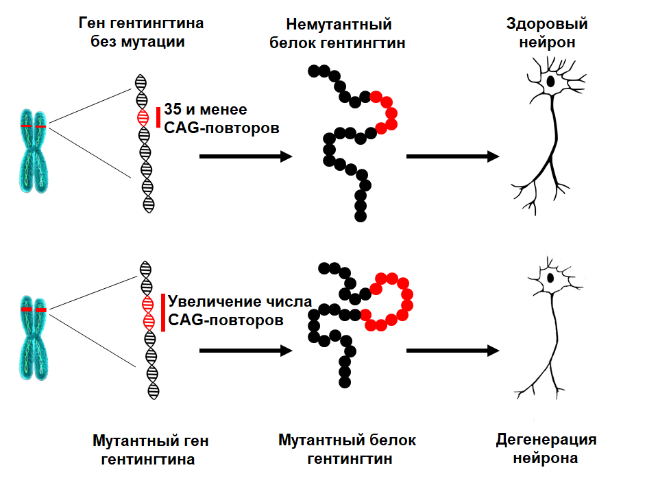 Huntingtin mutation