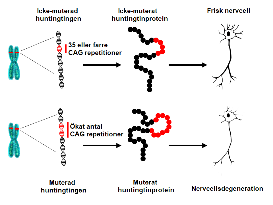 Huntingtin mutation